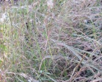 andropogon capillipes 10-10ar.jpg